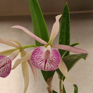 C. Elegans (1879) x B. nodosa