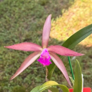 C. tigrina x Rcv. David Sande