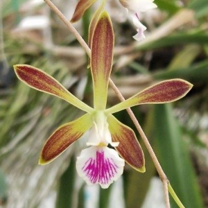 Enc. tampensis