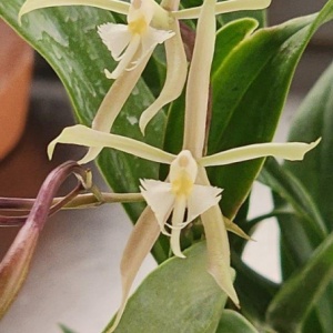 Epi. Sunbelt's Gossamer Star