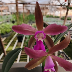 Rlc. Alexandra Elisabeth