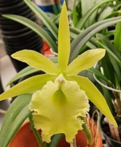 Rlc. Prada Green Deluxe x Rcv. Jimminey Cricket 'Raingreen's Super' AM/AOS