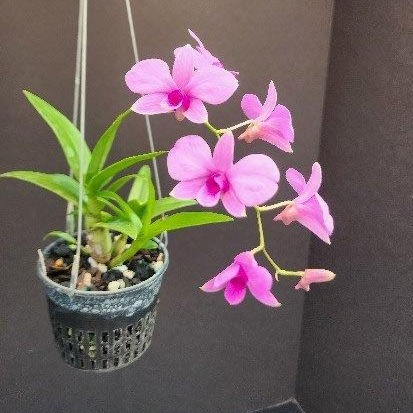 Dendrobium Orchids for Retail Sale